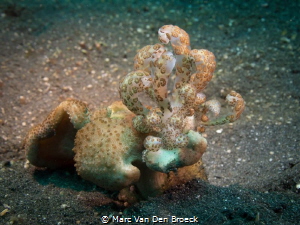 solar nudi lembeh by Marc Van Den Broeck 